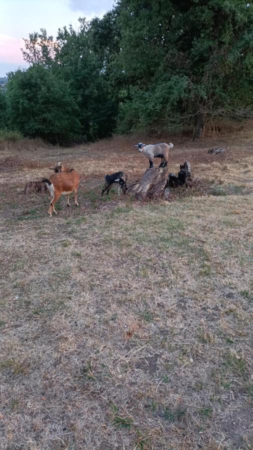 Lodge Royal Quercy Monclar-de-Quercy 外观 照片